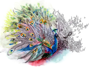 peacock (series C)